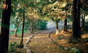 Redwood Forest