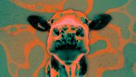 colored image of a cow