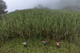 Three workers carry sugarcane through a canefield in Peru.