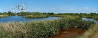Panoramic view of the INVISTA wetlands