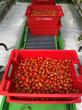 Grape tomato Harvest