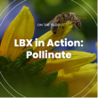 Bees on a flower. Reads LBX in Action: Pollinate