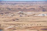 A dispersed herd of Plains bison, seen from a high-vantage point. © WWF-US / Clay Bolt