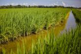 Close up of a rice field