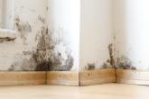 Mold