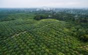 aerial view of oil palm plantation