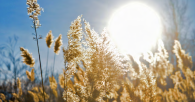 Sunshine over a field of wheat.