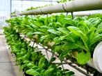 vertical farm