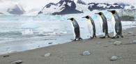 Four penguins walking towards the sea 