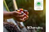 hand holding fruit from palm tree