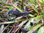 Reticulated Flatwood Salamander