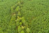 Aerial view of a heavily forested area.