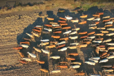 Livestock photo