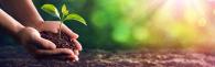 A person holding seedling 