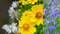 Photos of different pollinator plants