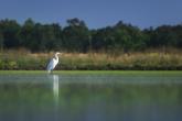 Healthy water systems support more than farms — they support wildlife. This egret is one of many utilizing temporary wetland habitat at this SWIF project along California’s Sacramento River.