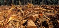 timber pile