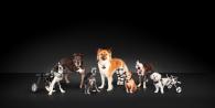 seven hard-to-adopt shelter dogs