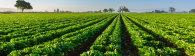 fields of crops