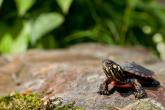 An eastern painted turtle sits on a rock