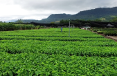 Plants growing on a farm