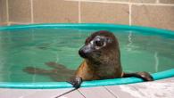  Walnut the harbor seal