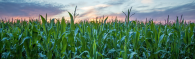 corn field