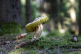 Close up of a mushroom in a forest