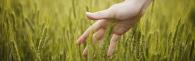 A hand running through a field of wheat.