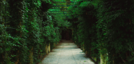 Path through trees
