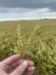 Hand holding up wheat with a field behind and a stormy sky