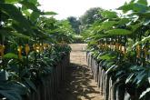 Avocado plants