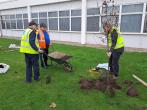 People planting a tree next to a building