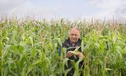 corn field with person inspecting an ear of corn