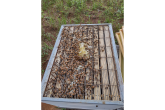 busy bees
