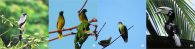 Collage of four birds