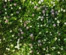 Clover patch.