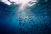 underwater view of a school of fish