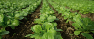 Field of crops