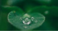 Green leaf with a raindrop.