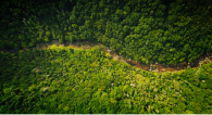 Overhead photo of a dirt road winding through a forest.