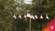 bird houses