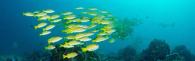 A school of fish in the ocean