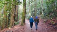 A couple holding hands walking through a forest on a trail.