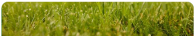 Close up of grass