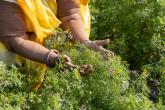 hands holding plants