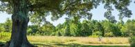 Tree in a field