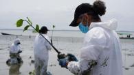 DP World volunteers plant mangrove seedlings along the Ecuadorian coastline to support biodiversity and coastal resilience near Posorja.