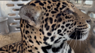 Jaguar named Emma