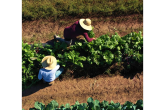 aerial view of people tending to rows of green crops
